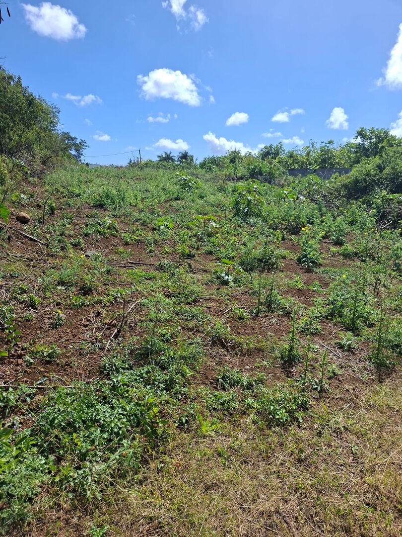 FOR SALE – COTTAGE PLOT - NORTH – Goodlands