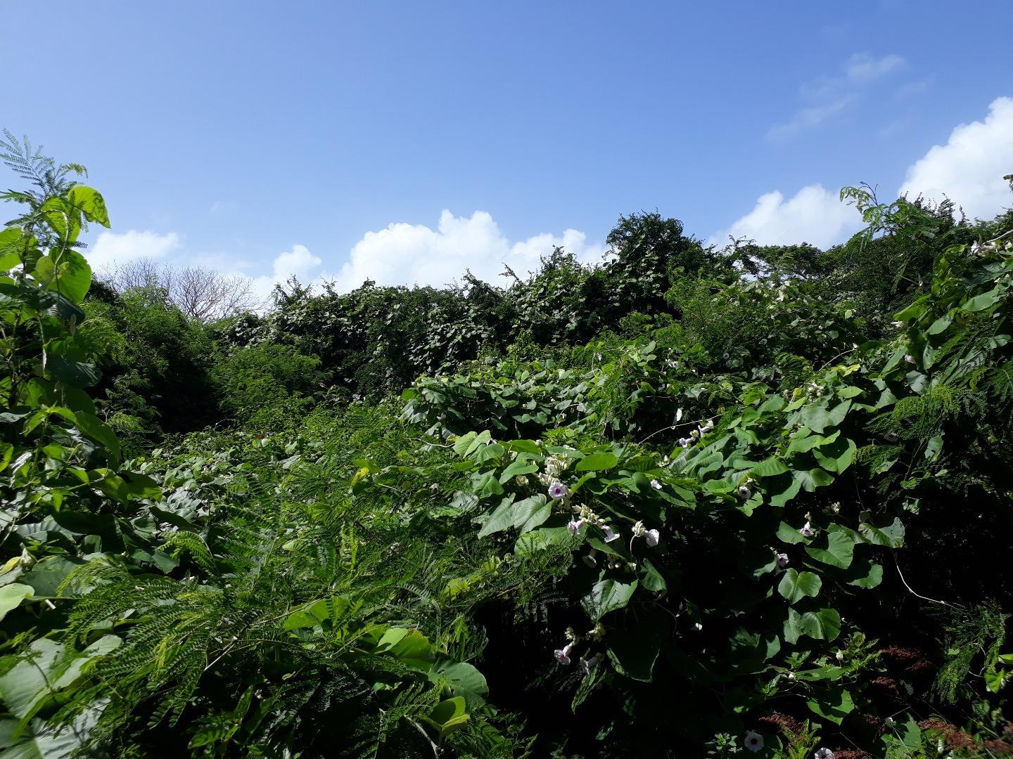 Terrain de 35 perches a vendre a St Antoine dans le morcellement Petit Village