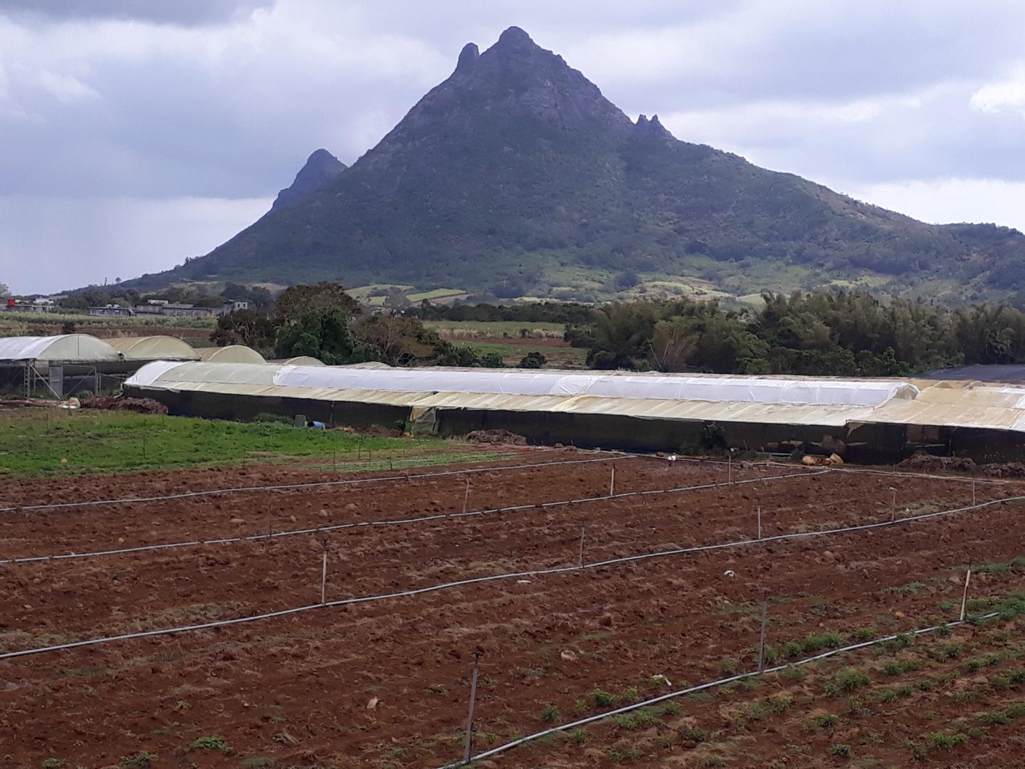 Terrain agricole a Vendre de 11 arpents a Petit Verger Moka