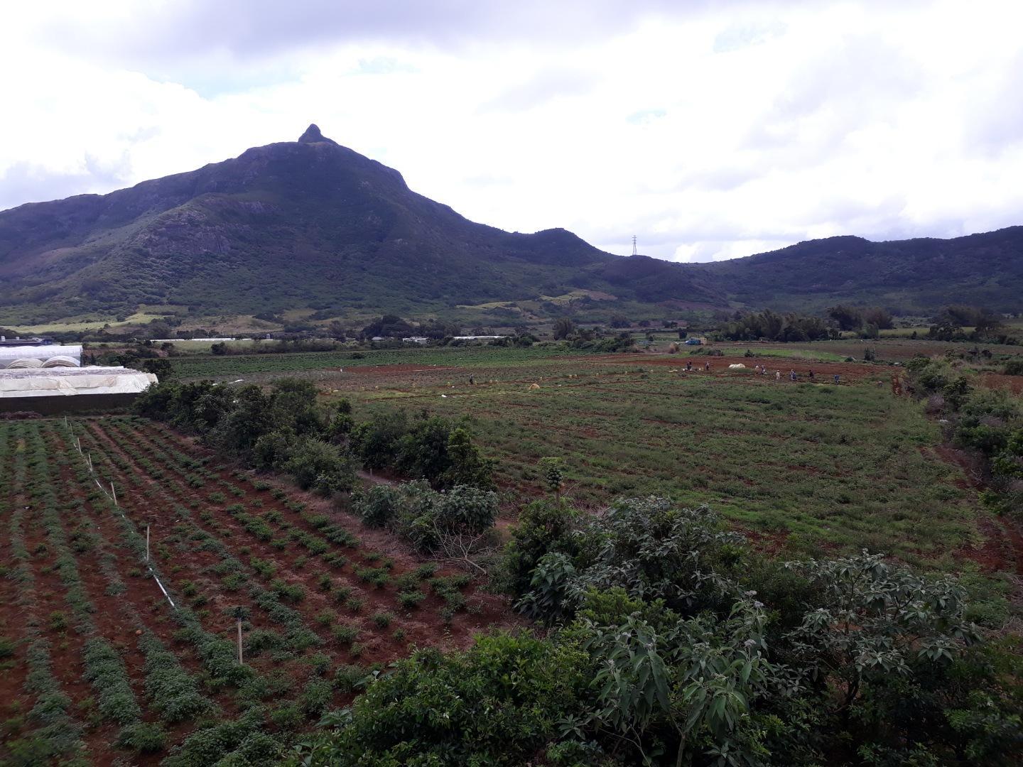 Terrain agricole a Vendre de 11 arpents a Petit Verger Moka