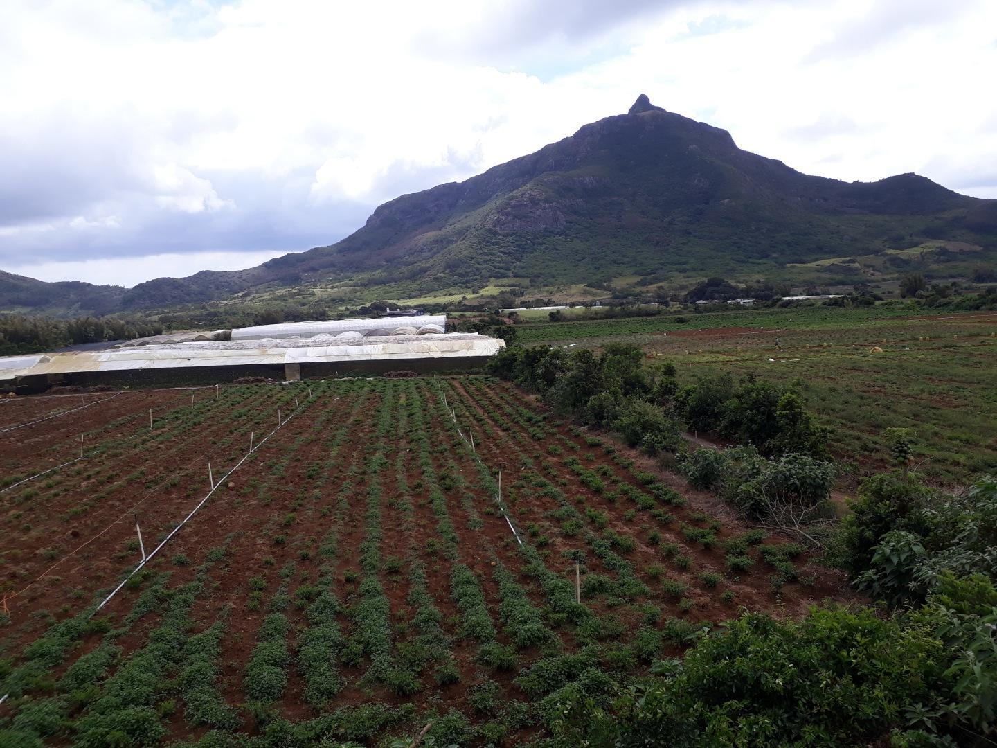 Terrain agricole a Vendre de 11 arpents a Petit Verger Moka