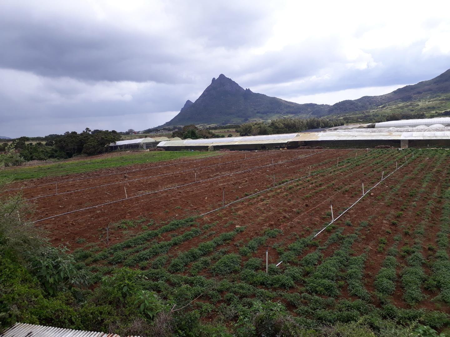 Terrain agricole a Vendre de 11 arpents a Petit Verger Moka