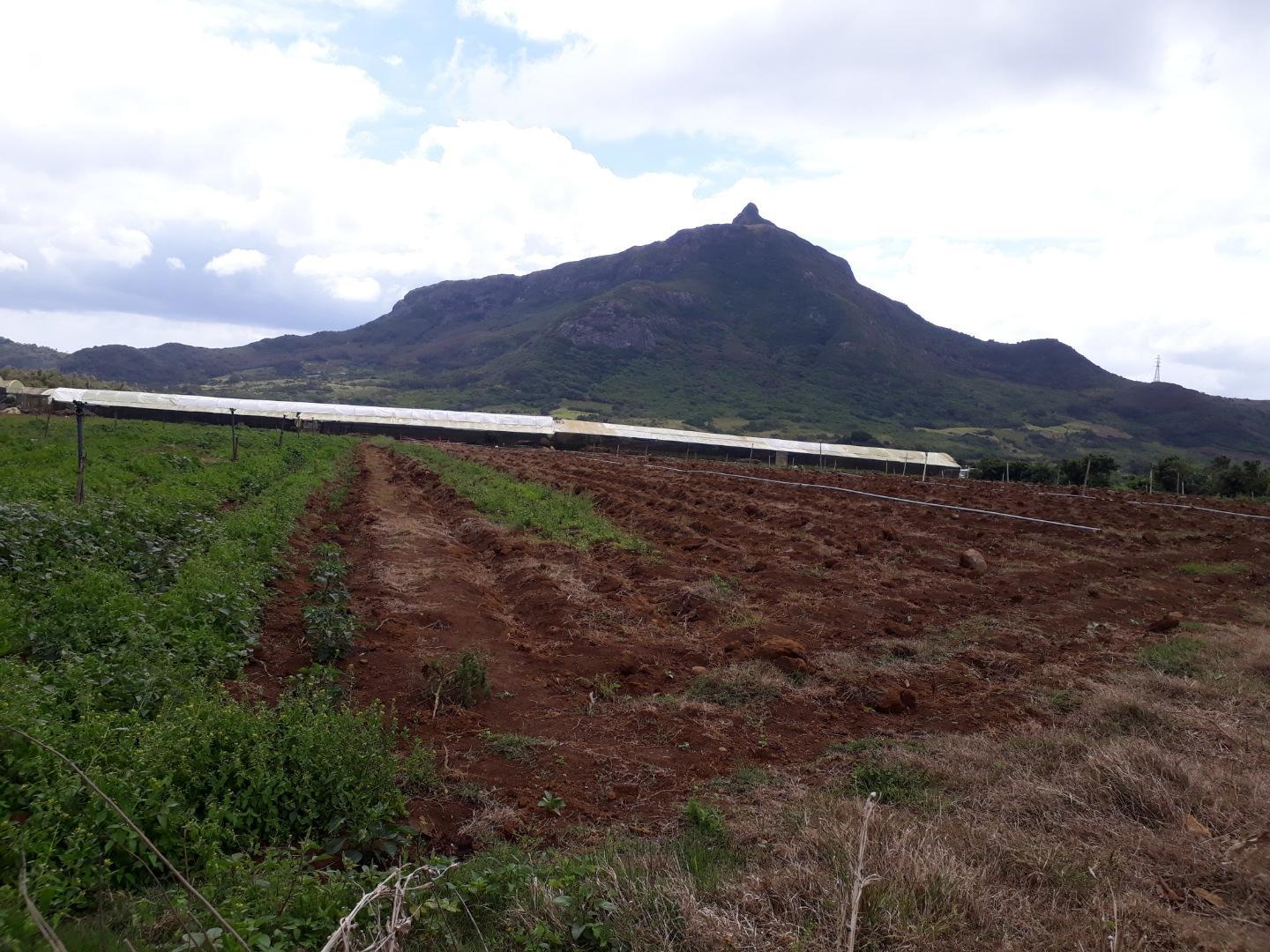 Terrain agricole a Vendre de 11 arpents a Petit Verger Moka
