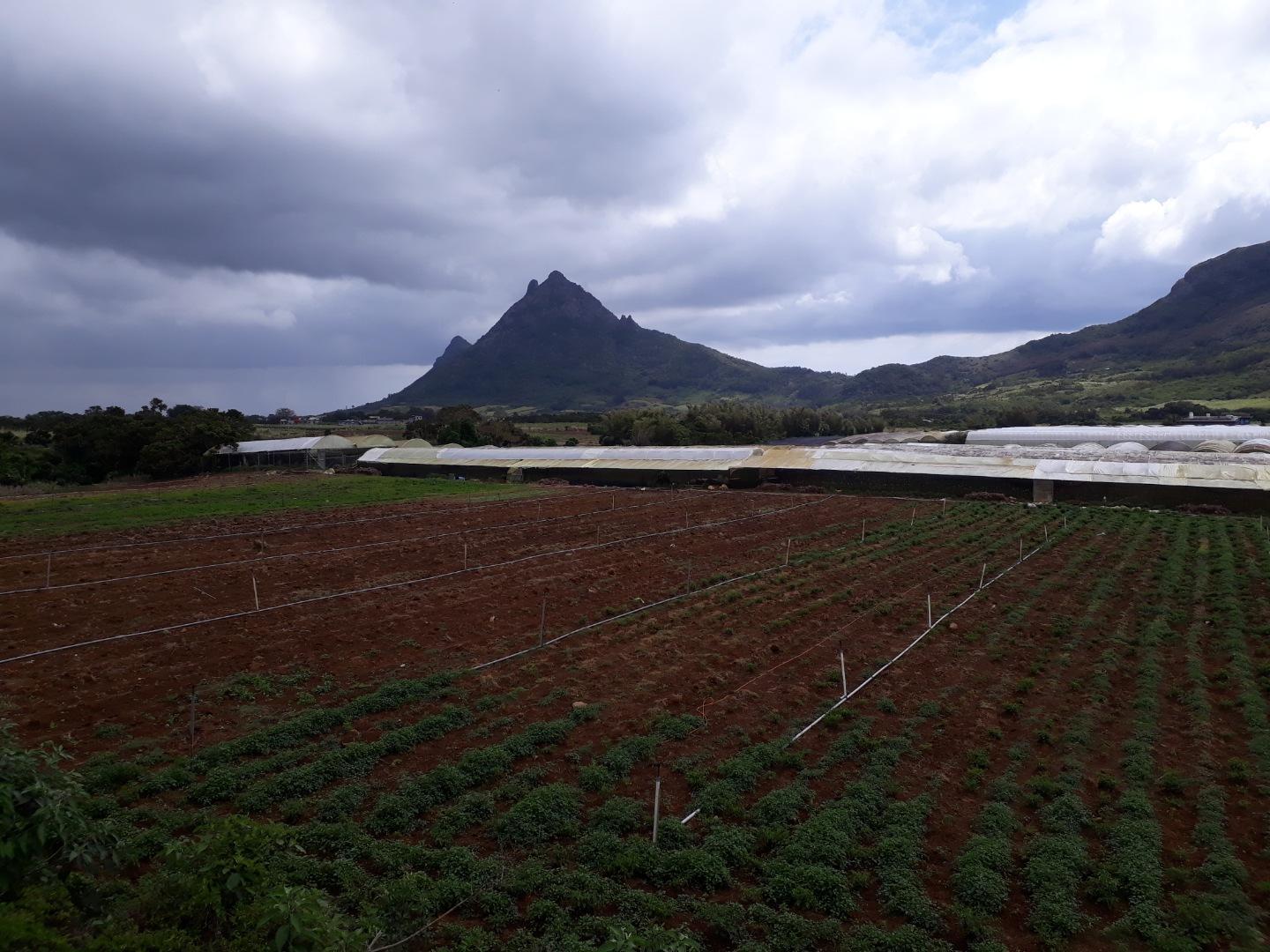 Terrain agricole a Vendre de 11 arpents a Petit Verger Moka