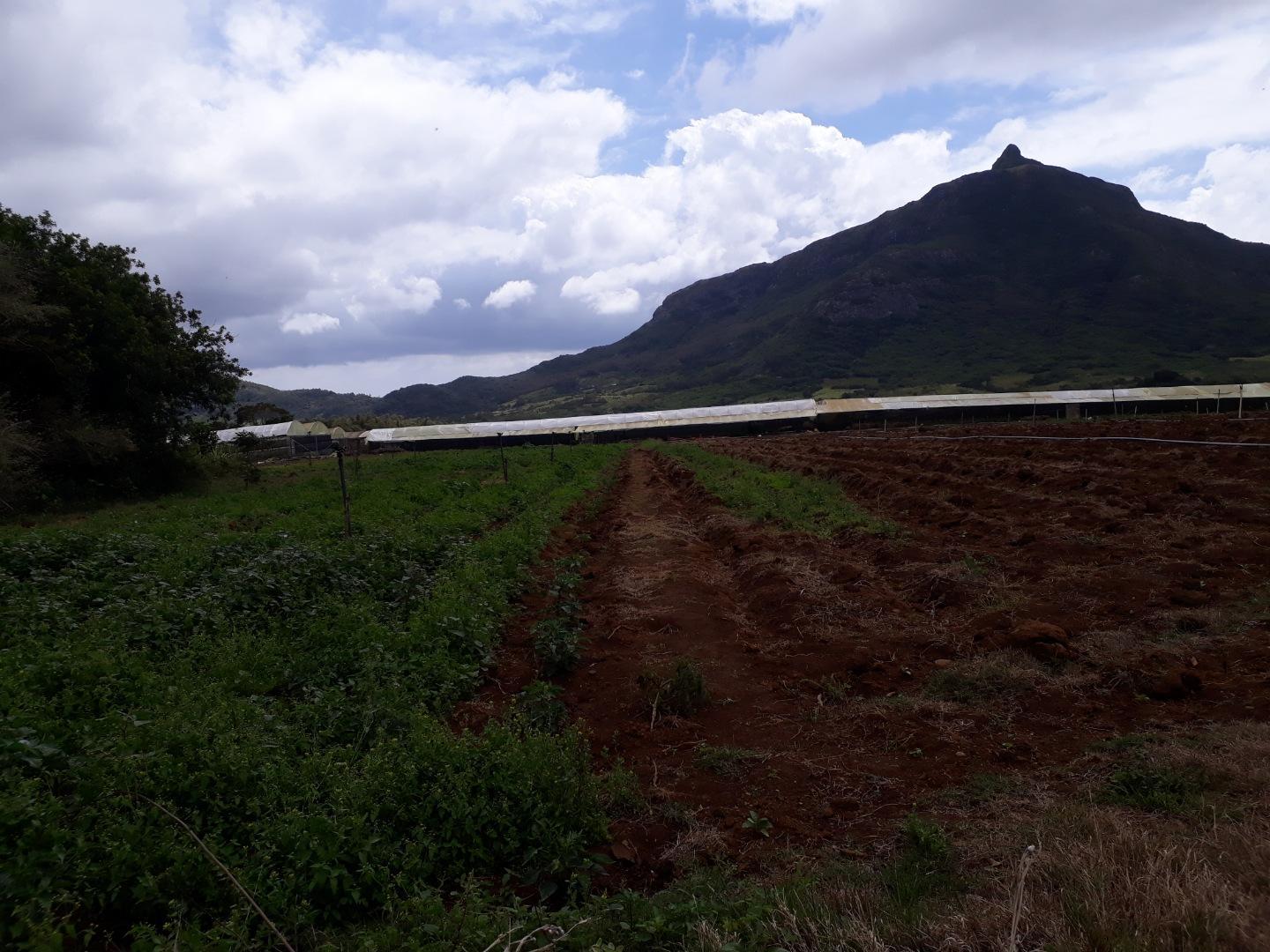 Terrain agricole a Vendre de 11 arpents a Petit Verger Moka