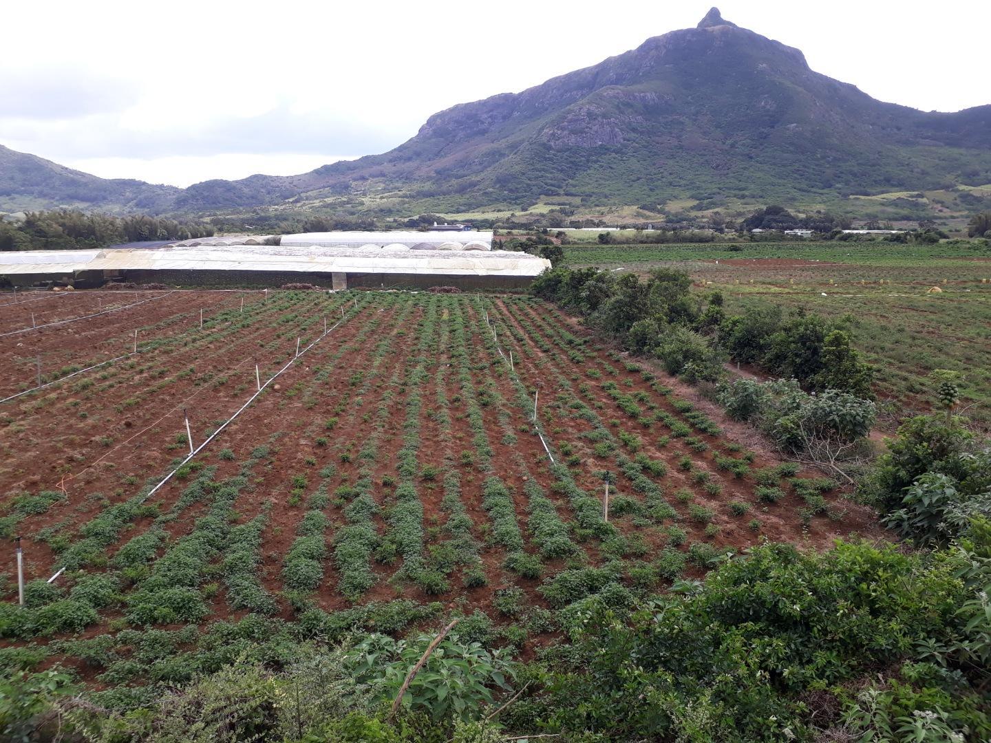Terrain agricole a Vendre de 11 arpents a Petit Verger Moka