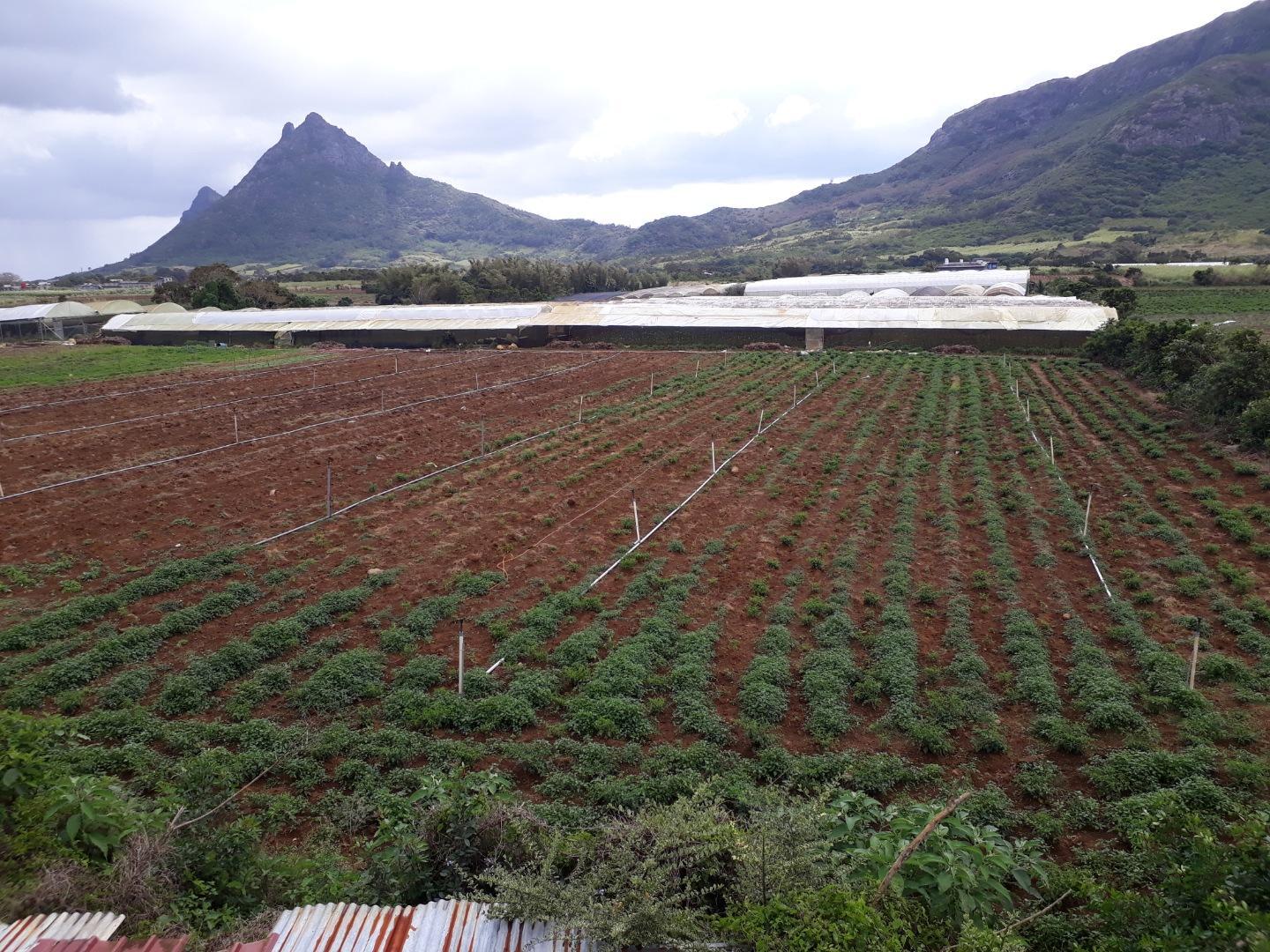 Terrain agricole a Vendre de 11 arpents a Petit Verger Moka