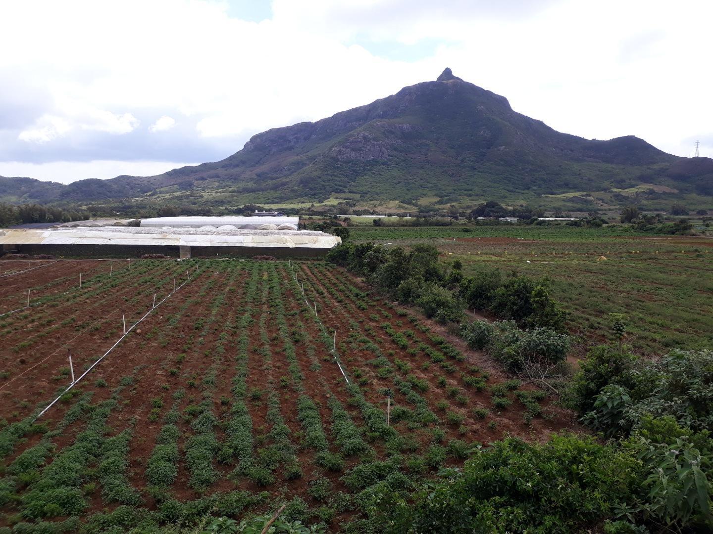 Terrain agricole a Vendre de 11 arpents a Petit Verger Moka