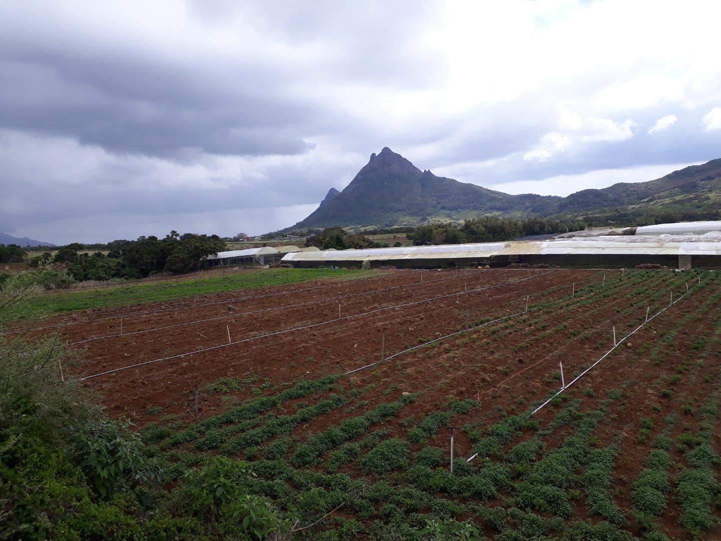 Terrain agricole a Vendre de 11 arpents a Petit Verger Moka