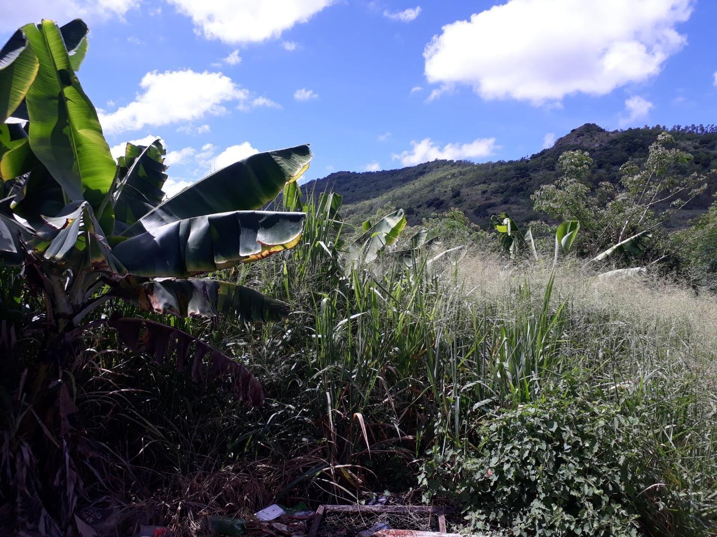 Terrain Résidentiel à vendre à Bois Pignolet de 2.80 arpents