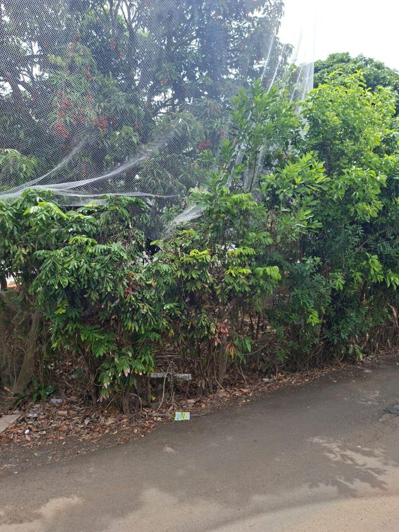Terrain Résidentiel à Vendre à Paillot – 4 221 m² avec plantations des litchis