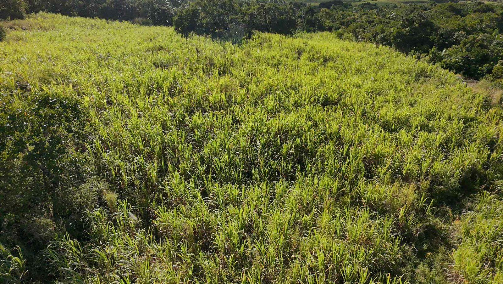 Terrain agricole à vendre à St Julien dans le secteur de Flacq. Surface de 26.350m², vue montagne. Prix en baisse à Rs 7 000 000.