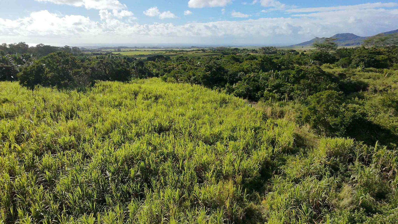 Terrain agricole à vendre à St Julien dans le secteur de Flacq. Surface de 26.350m², vue montagne. Prix en baisse à Rs 7 000 000.