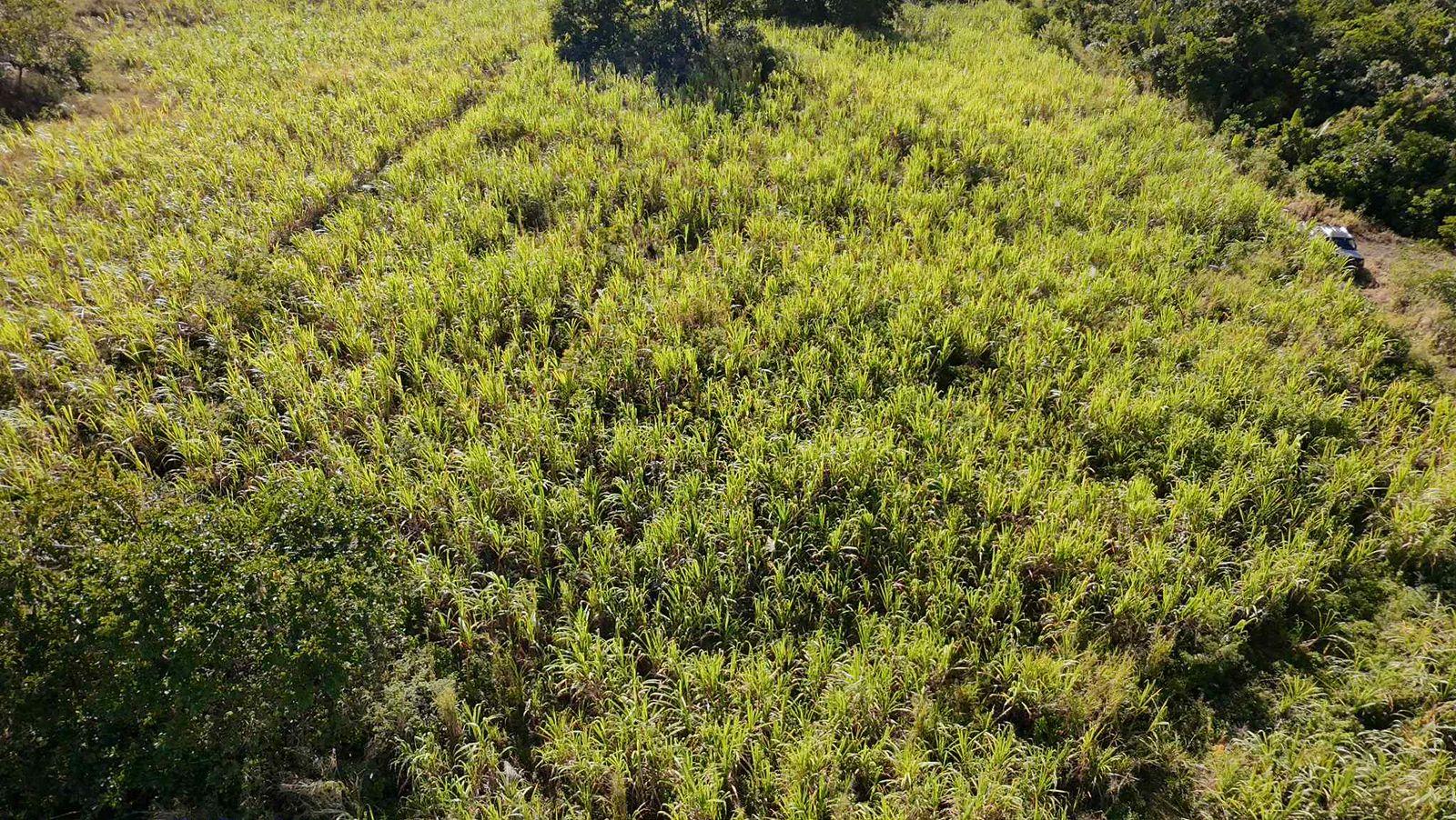 Terrain agricole à vendre à St Julien dans le secteur de Flacq. Surface de 26.350m², vue montagne. Prix en baisse à Rs 7 000 000.