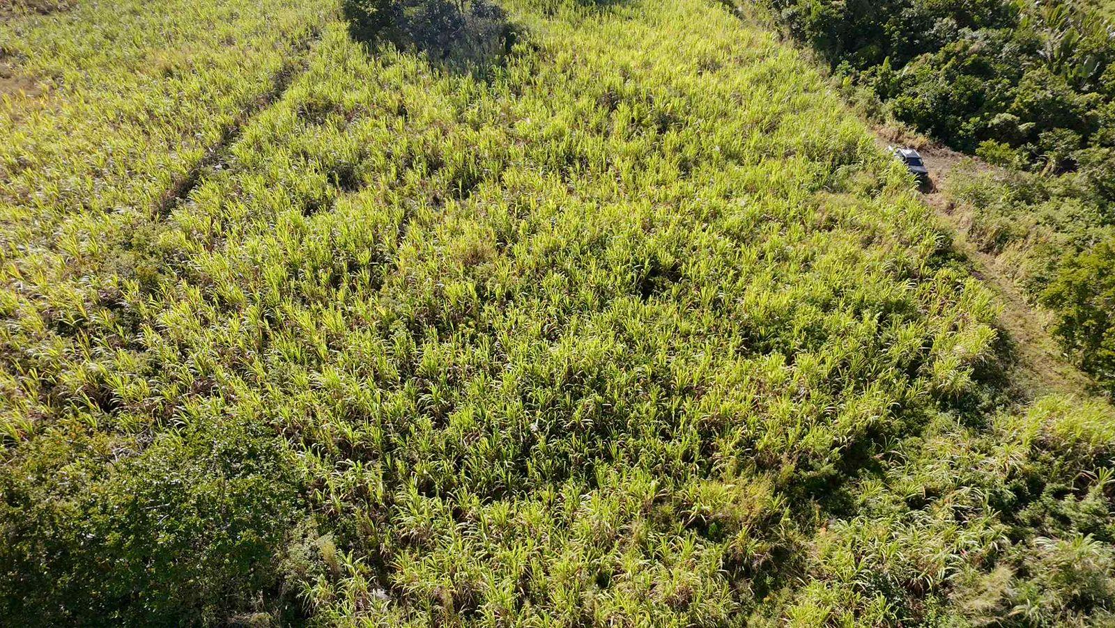 Terrain agricole à vendre à St Julien dans le secteur de Flacq. Surface de 26.350m², vue montagne. Prix en baisse à Rs 7 000 000.