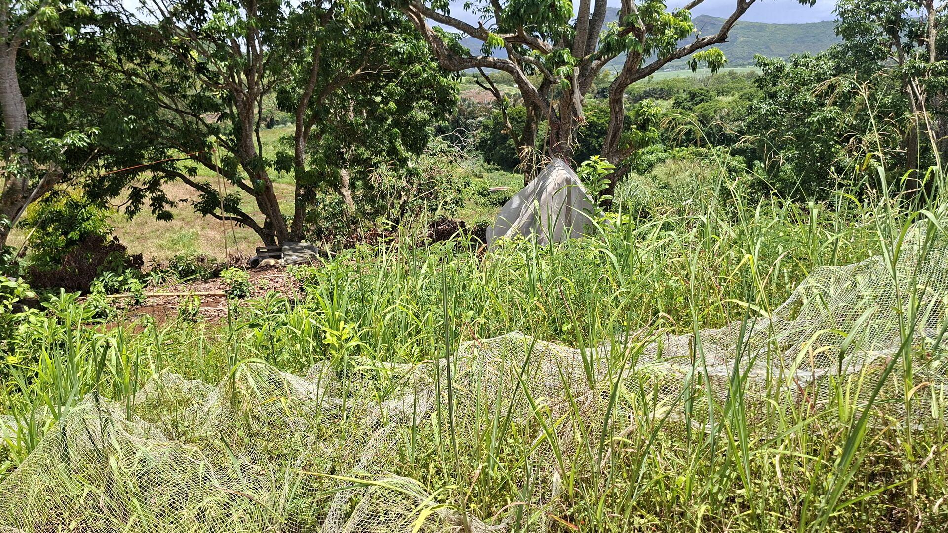 Terrain Agricole à Vendre à Ilot, D'Epinay – 18 572 m² avec Accès Rivière & Vue Montagne