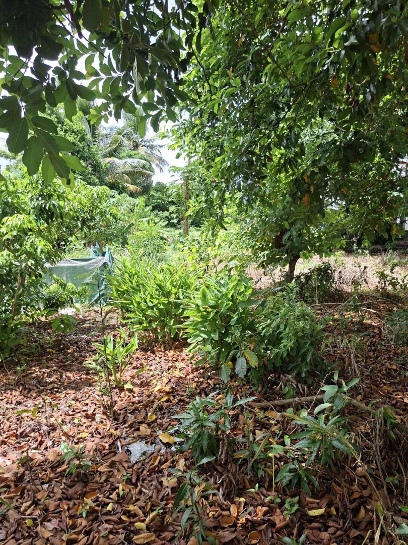 Terrain Commercial et Résidentiel à Vendre – Mare D'Albert, Île Maurice