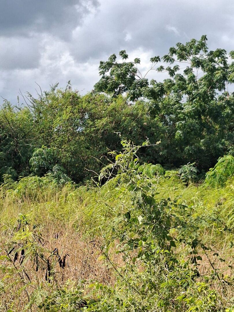 Terrain de 1,15 Arpent à Vendre à Pointe aux Biches | Opportunité de Développement PDS à l’Île Maurice