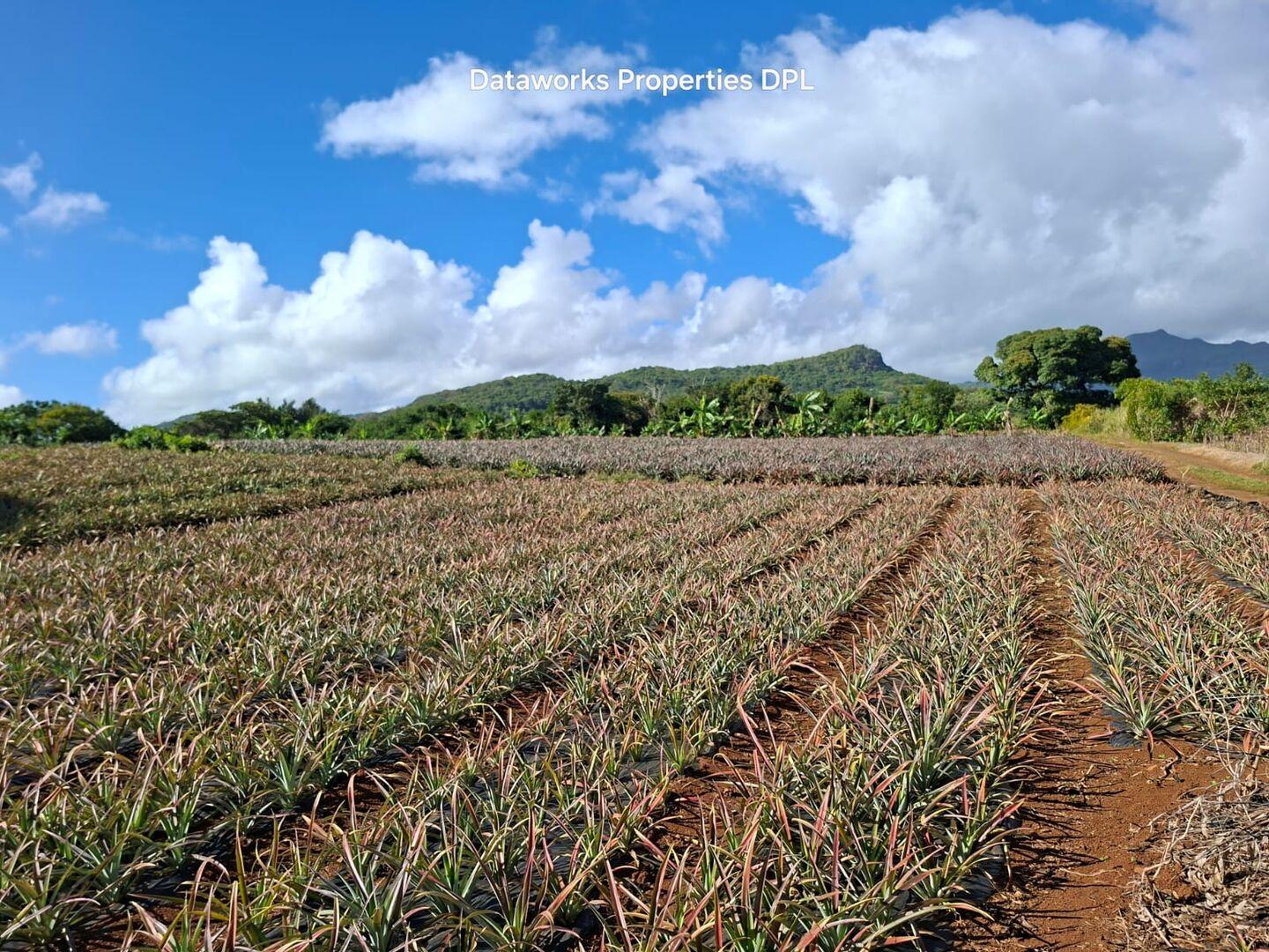 Terrain Premium de 1 Arpent à Ilot, Île Maurice – Vue Montagne et Bord de Rivière