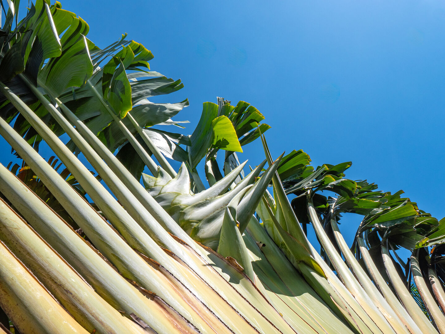 villa de luxe a louer long terme tamarin golf52