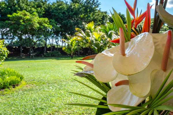 villa de luxe a louer long terme tamarin golf46