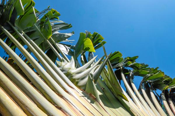 villa de luxe a louer long terme tamarin golf52